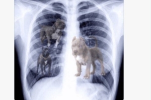 湖蜜谈球队获胜：拉拉维亚心有斗犬 东契奇罚球机器&但这也是分啊