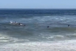 惊险万分！太阳报：德米凯利斯一家游泳时被海浪冲走，最终被救起